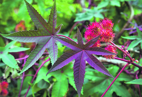 Cos’è la sostanza tossica e perché può essere letale