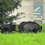 Incursione di cinghiali nel cortile della scuola, paura alla “Guerrizio”