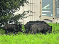 Incursione di cinghiali nel cortile della scuola, paura alla “Guerrizio”