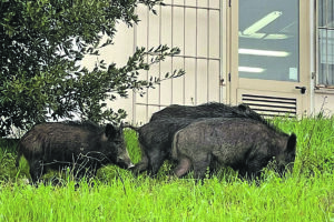 Incursione di cinghiali nel cortile della scuola, paura alla “Guerrizio”