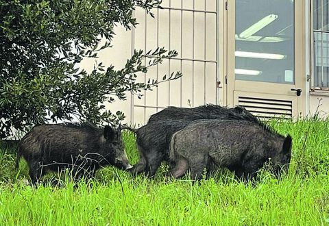 Incursione di cinghiali nel cortile della scuola, paura alla “Guerrizio”