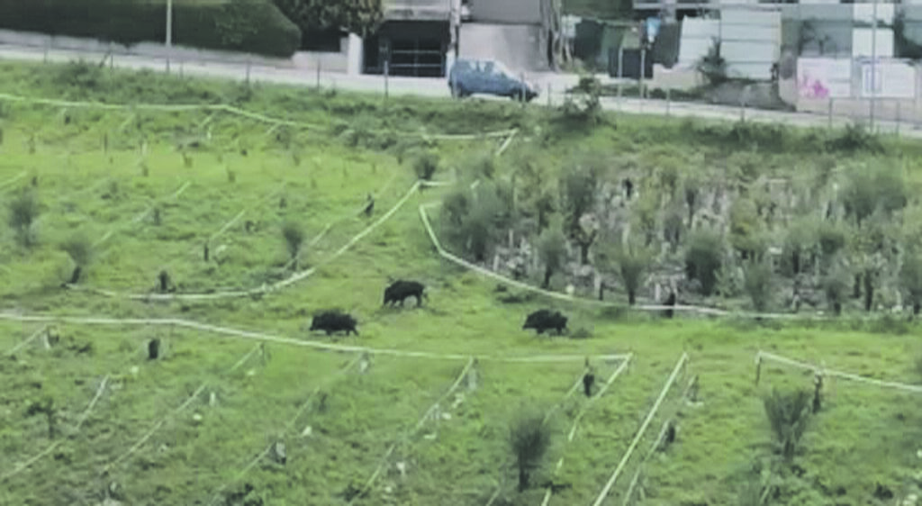 L’emergenza cinghiali continua, la passeggiata a Parco dei Pini