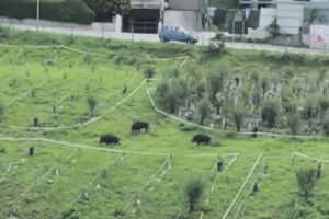 L’emergenza cinghiali continua, la passeggiata a Parco dei Pini
