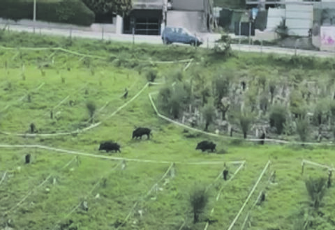L’emergenza cinghiali continua, la passeggiata a Parco dei Pini