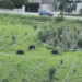 L’emergenza cinghiali continua, la passeggiata a Parco dei Pini