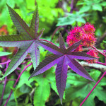 Tracce di ricina nei capelli, il parere dell’esperto cambia la prospettiva sul caso