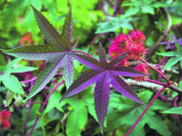 Tracce di ricina nei capelli, il parere dell’esperto cambia la prospettiva sul caso