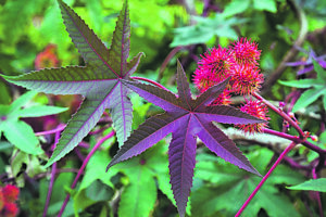 Tracce di ricina nei capelli, il parere dell’esperto cambia la prospettiva sul caso