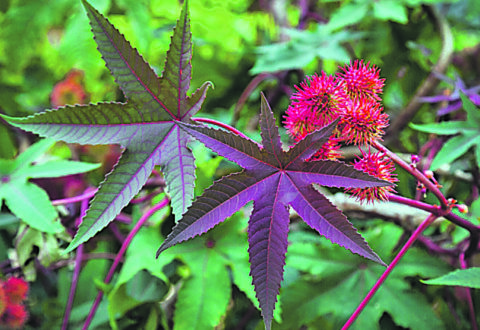 Tracce di ricina nei capelli, il parere dell’esperto cambia la prospettiva sul caso