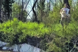 Violenza inaudita, cane ferito gettato in acqua per puro gioco